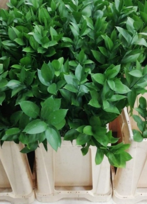 Ruscus pojedynczy 50-60 cm - Liście
