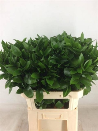 Ruscus pojedynczy 70-80 cm - Liście