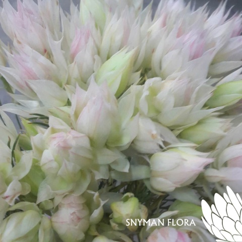 SERR F PRETTY N WHIT 40cm - D