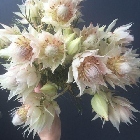 SERR F PRETTY N WHIT 40cm - D