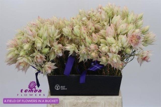 SERR F PRETTY N WHIT 40cm - D