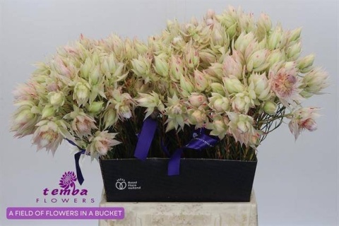 SERR F PRETTY N WHIT 40cm - D