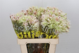 SERR F PRETTY N WHIT 50cm - D