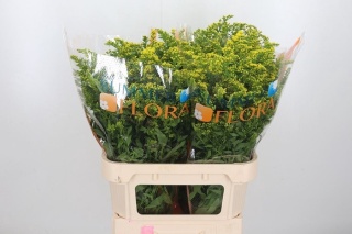 SOLI CARZAN GLORY XL 80cm/40g- D