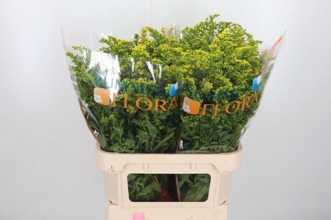 SOLI CARZAN GLORY XL 80cm/40g- D