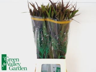 Setaria It Red Jewel 80cm - D