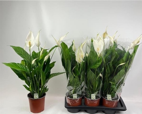 Spathiphyllum BINGO CUPIDO 70cm/d17 - S