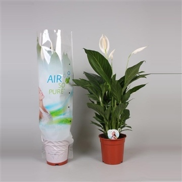 Spathiphyllum BINGO CUPIDO 70cm/d17 - S
