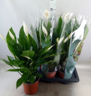 Spathiphyllum BINGO CUPIDO 70cm/d17 - S
