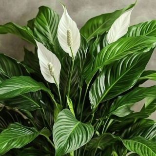 Spathiphyllum BINGO CUPIDO 70cm/d17 - S