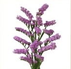 Statice Rosella Sun Birds 50cm - D
