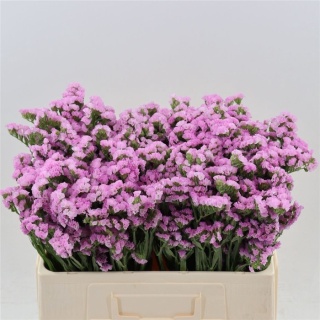 Statice Rosella Sun Birds 50cm - D
