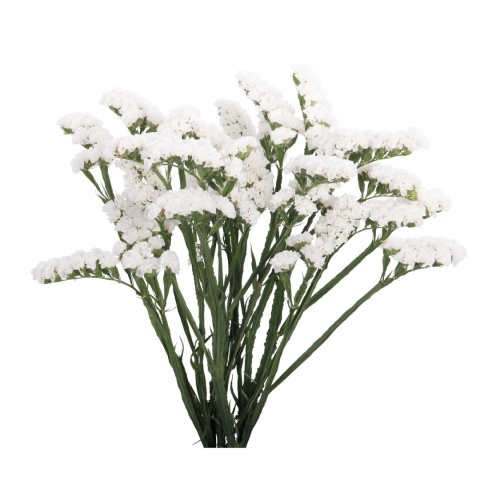 Statice Paula White+ 60cm - D