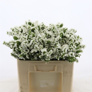 Statice Paula White+ 60cm - D