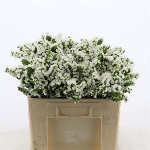 Statice Paula White+ 60cm - D