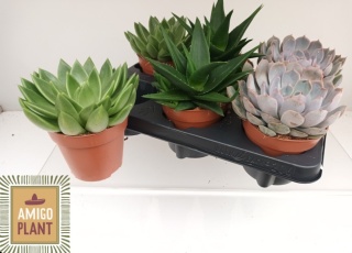 Succulent Mix 15cm/d 12 - S