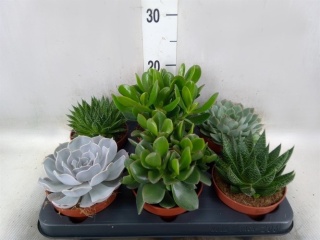 Succulent Mix 15cm/d 12 - S