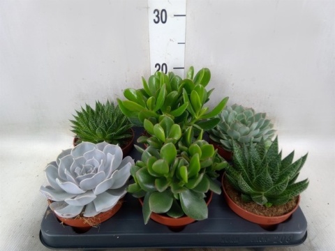 Succulent Mix 15cm/d 12 - S