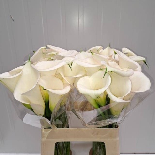ZANT IVORY ART 50cm - D