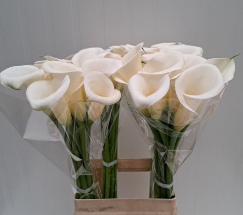 ZANT IVORY ART 50cm - D