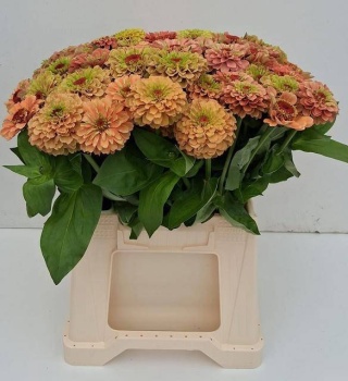 ZINNIA LILL ORANGE 40cm - D