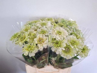 ZINNIA ELEGANS LIGHT GREENS 60cm - D