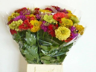 ZINNIA OV GEM 55cm - D