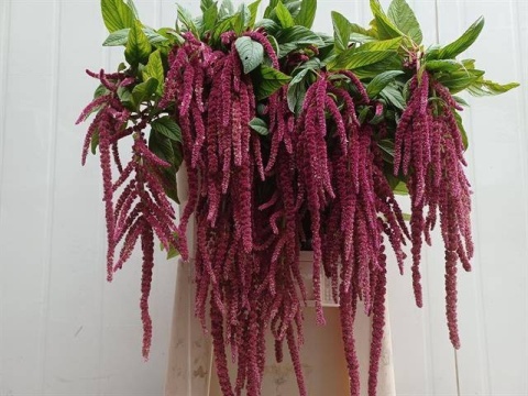 AMAR CA RED CORD 80cm - D