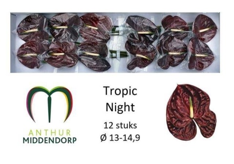 ANTH A TROPIC NIGHT 12/ S13 - D