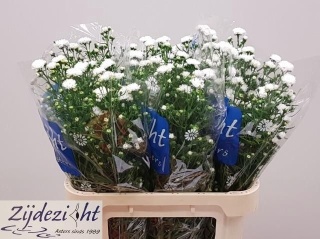 AST CASSY 75cm - D