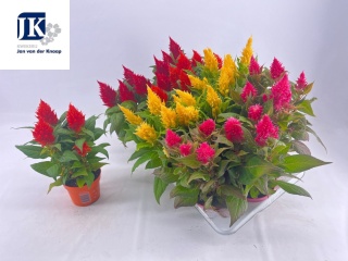 Celosia Plumosa mix 32cm/d12 - S
