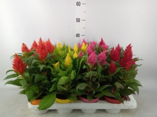 Celosia Plumosa mix 32cm/d12 - S
