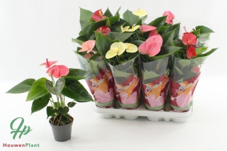 Anthurium MIX 4 color 55cm/d14 - S