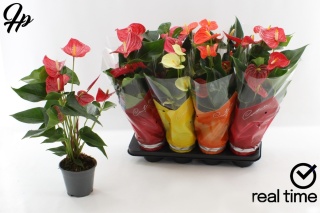 Anthurium MIX 4 color 55cm/d14 - S