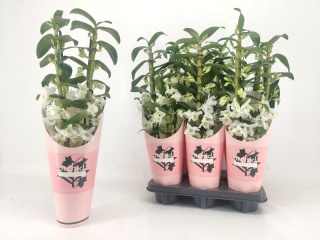 Dendrobium Apollon 2Tak 50cm/d12 - S