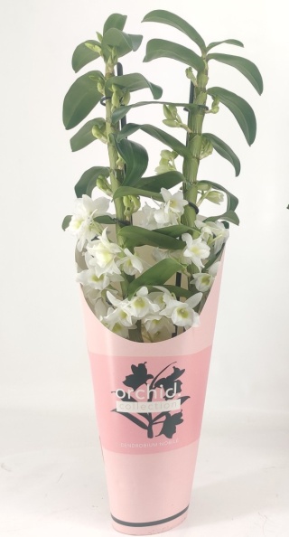 Dendrobium Apollon 2Tak 50cm/d12 - S