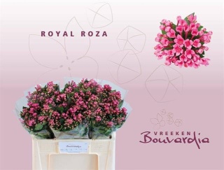 BOU EN ROZA 50cm - D