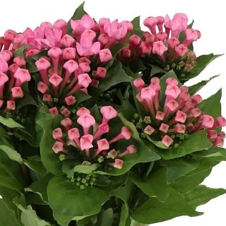 BOU EN ROZA 50cm - D