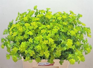 BUPLEURUM ROTUNDIFOL 50cm - D