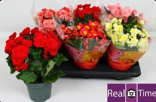 Begonia Dubbel Mix 38cm/d14 - S