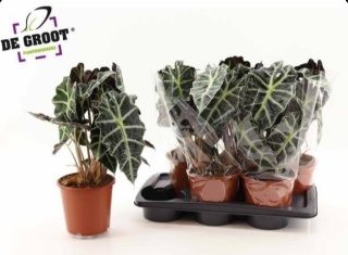Alocasia amaz Polly 45cm/d17 - S