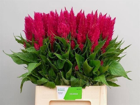 CEL P CENT PURP ROSE 65cm - D