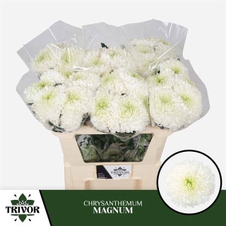 CHR G MAGNUM 75cm/ 110G - D