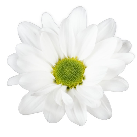 CHR T CHIC 70cm/85G - D