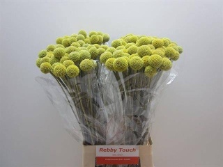 CRAS OV 70cm - D