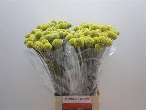 CRAS OV 70cm - D