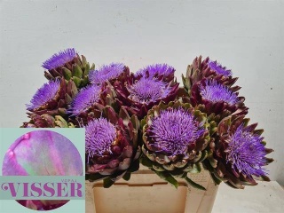 CYNARA SC GREEN GLOB 50cm - D