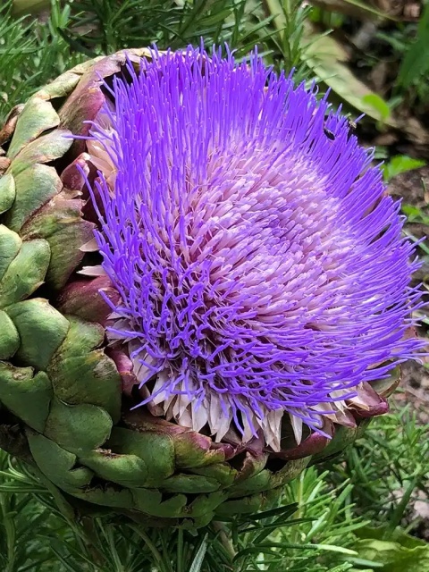 CYNARA SC GREEN GLOB 50cm - D