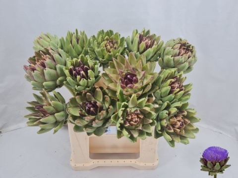 CYNARA SC GREEN GLOB 40cm - D