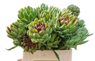 CYNARA SC GREEN GLOB 40cm - D